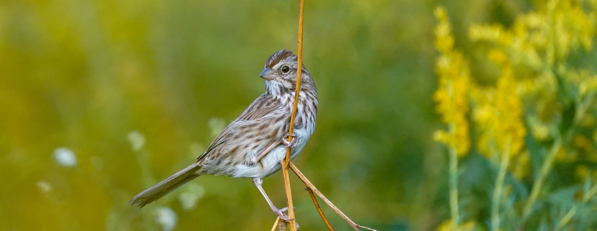 Fall Equinox: Mindful Birding at Dusk | September 22